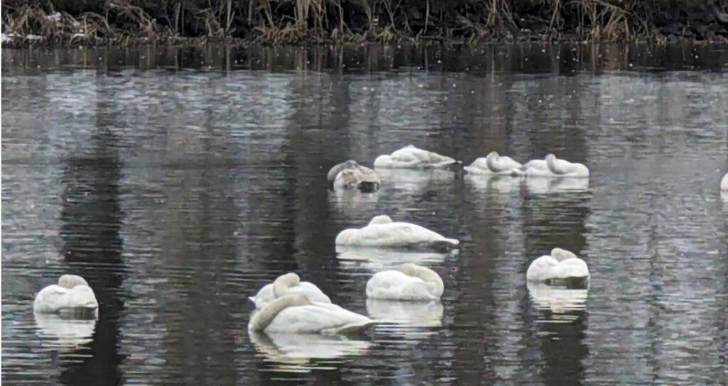 白鳥はどこで寝るの？夜の行動をわかりやすく解説